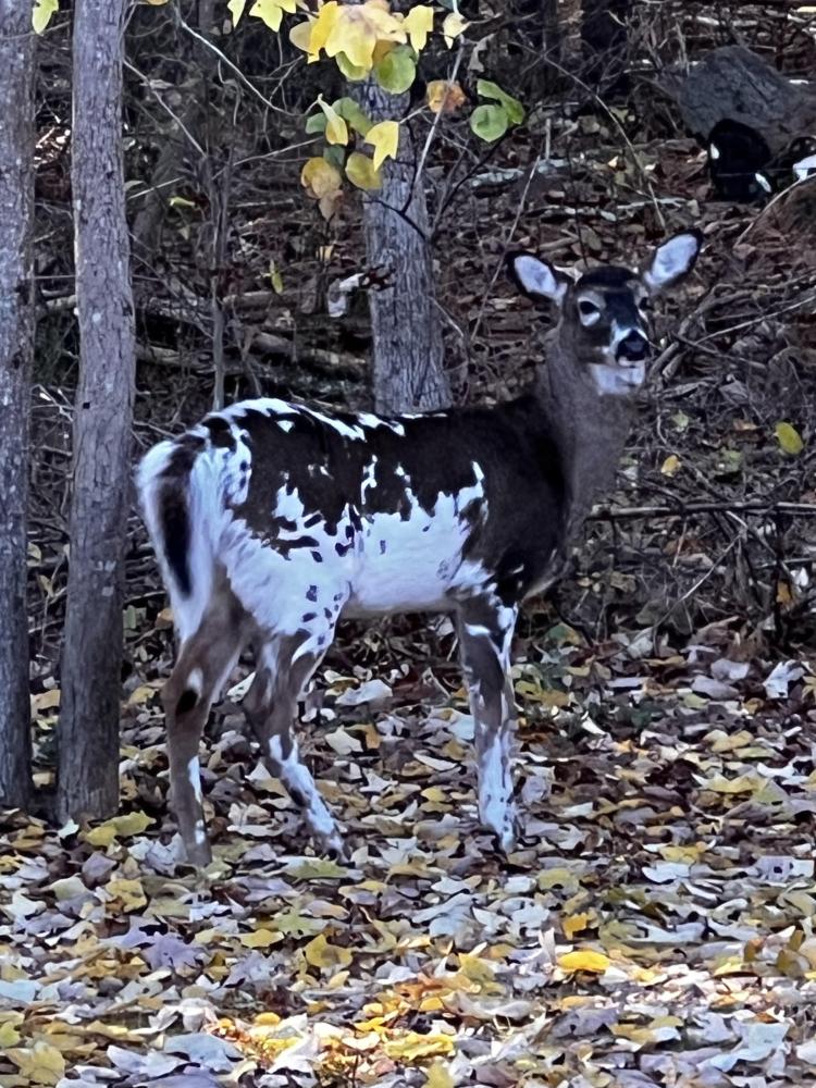 Piebald deer online